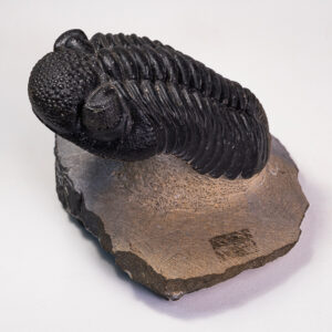 Trilobita: <i>Phacops megalomanicus</i>