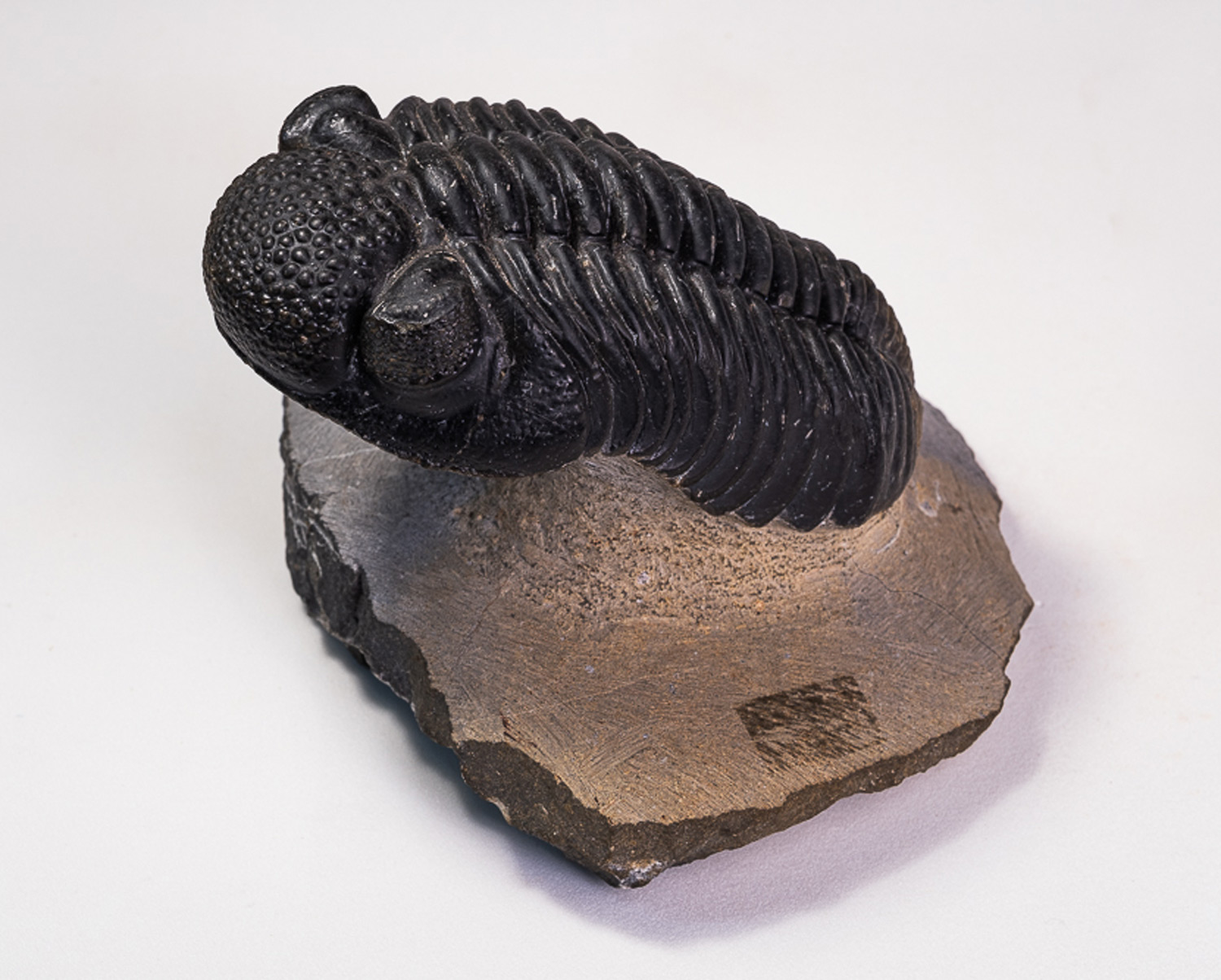 Trilobita: <i>Phacops megalomanicus</i>