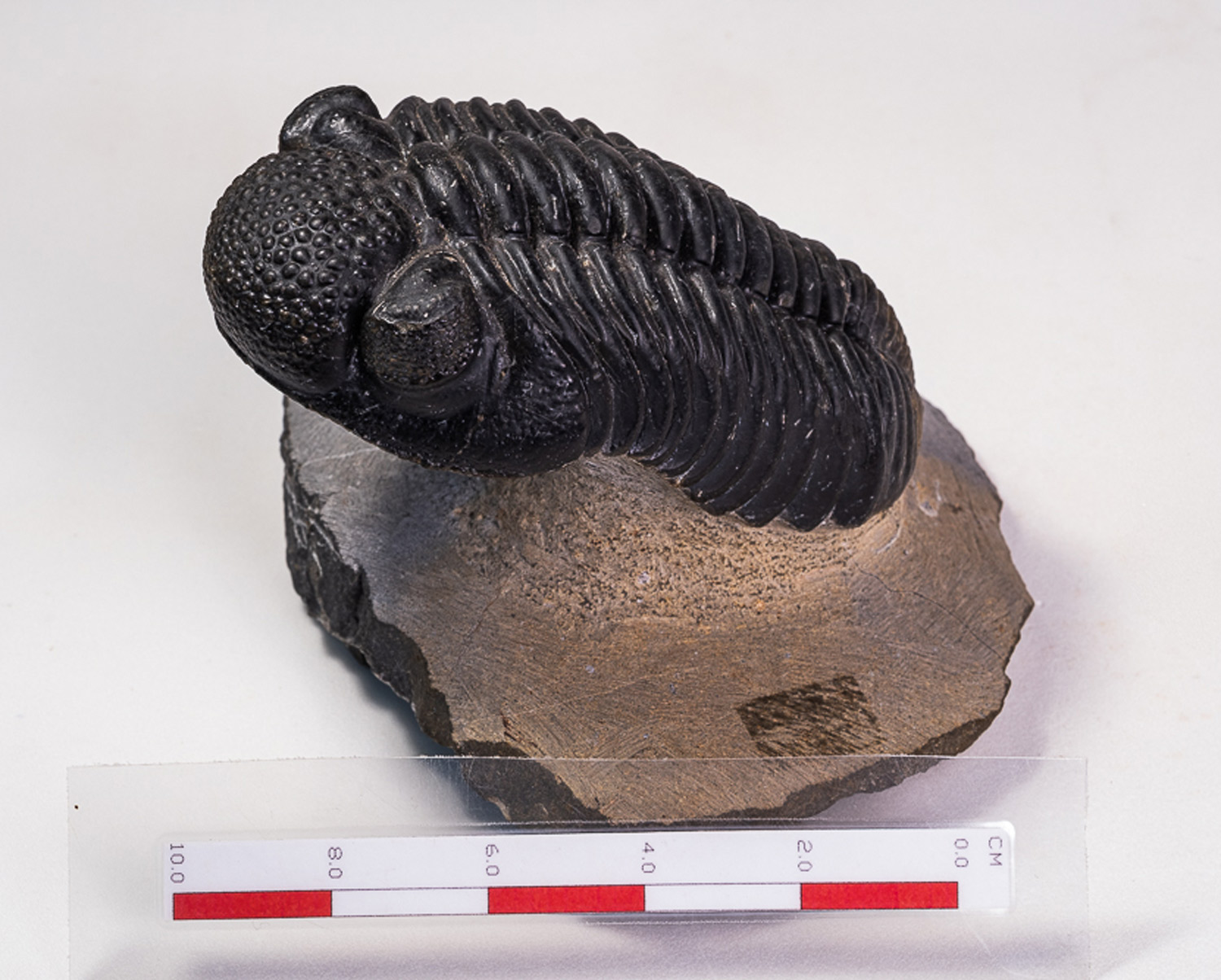 Trilobita: <i>Phacops megalomanicus</i> - Imagem 3