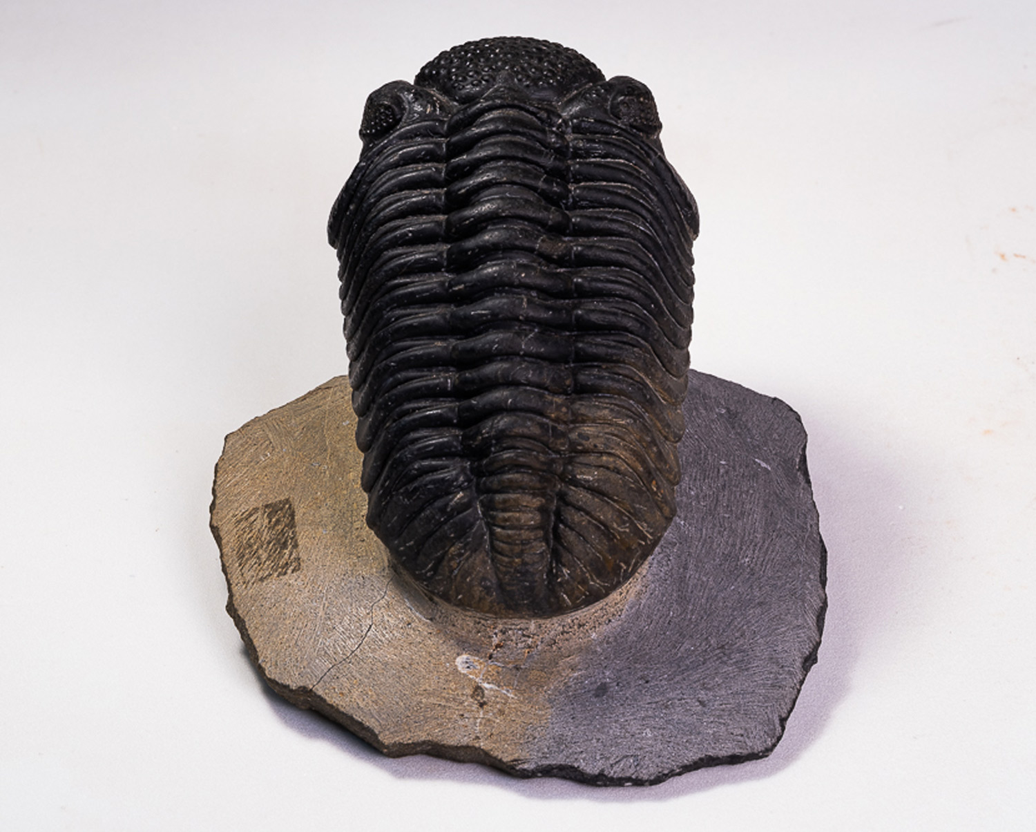 Trilobita: <i>Phacops megalomanicus</i> - Imagem 2