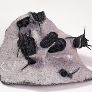 Trilobita: Assembleia entre <i>Cyphaspis</i> sp. e <i>Gerastos</i> sp.