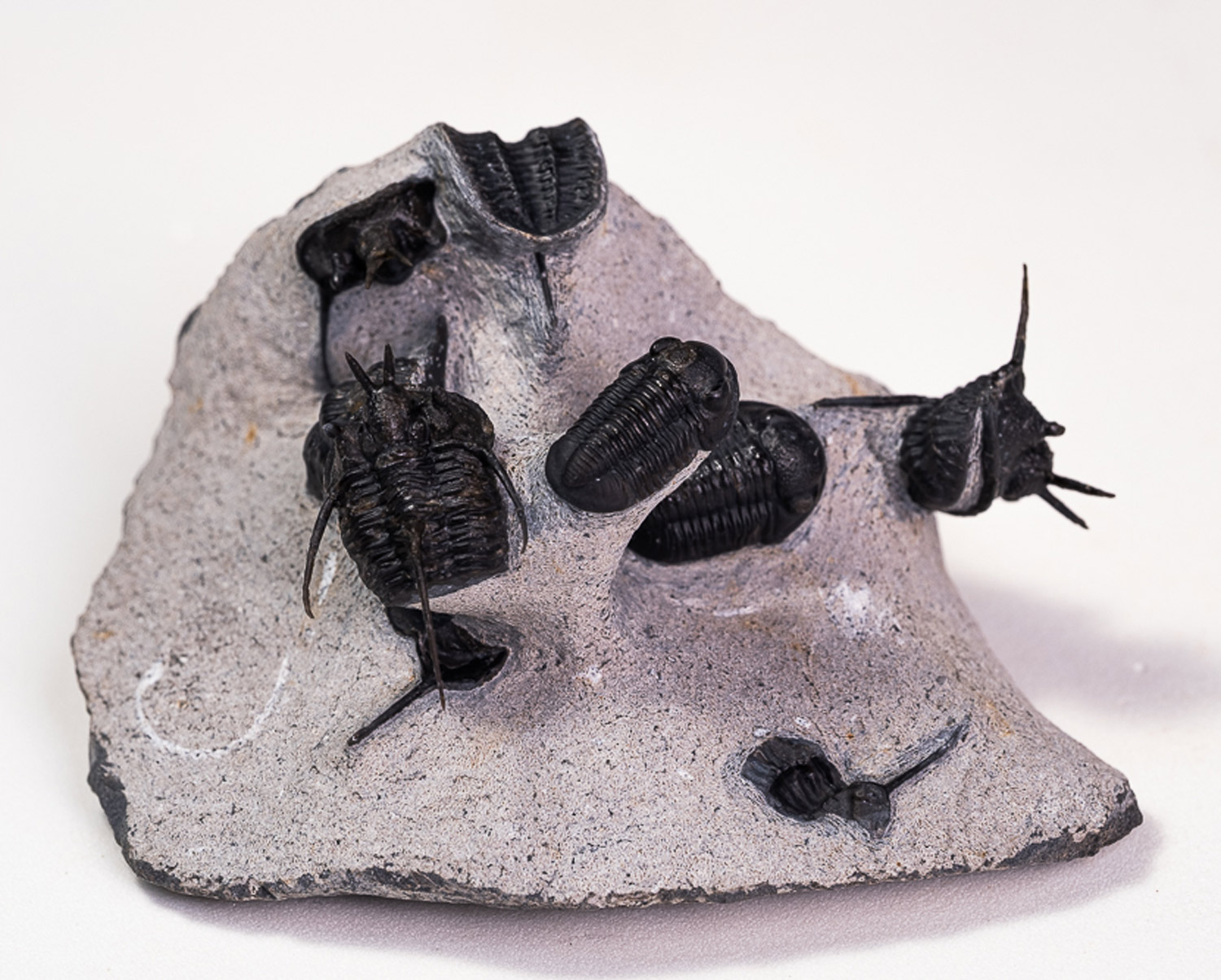 Trilobita: Assembleia entre <i>Cyphaspis</i> sp. e <i>Gerastos</i> sp.
