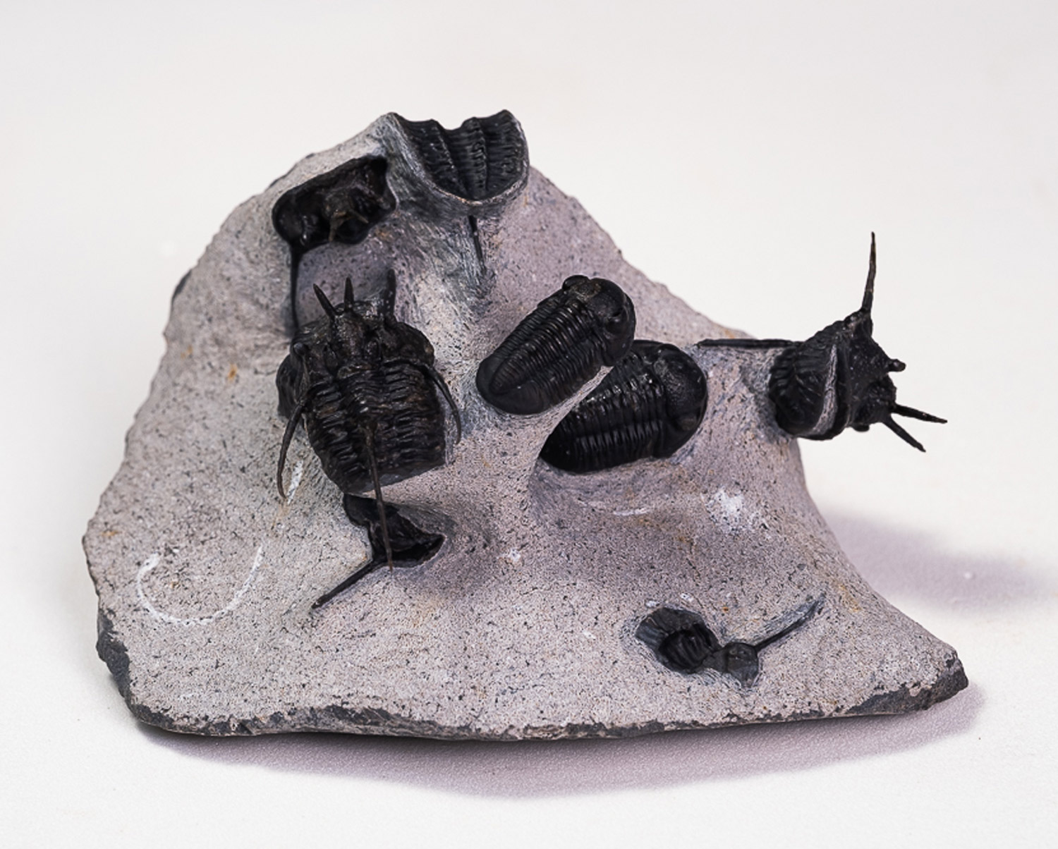 Trilobita: Assembleia entre <i>Cyphaspis</i> sp. e <i>Gerastos</i> sp. - Imagem 2