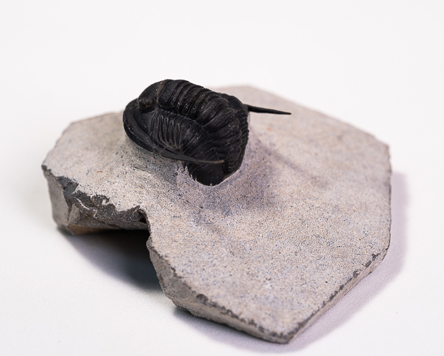 Trilobita: <i>Cornuproetus</i> sp. - Imagem 2