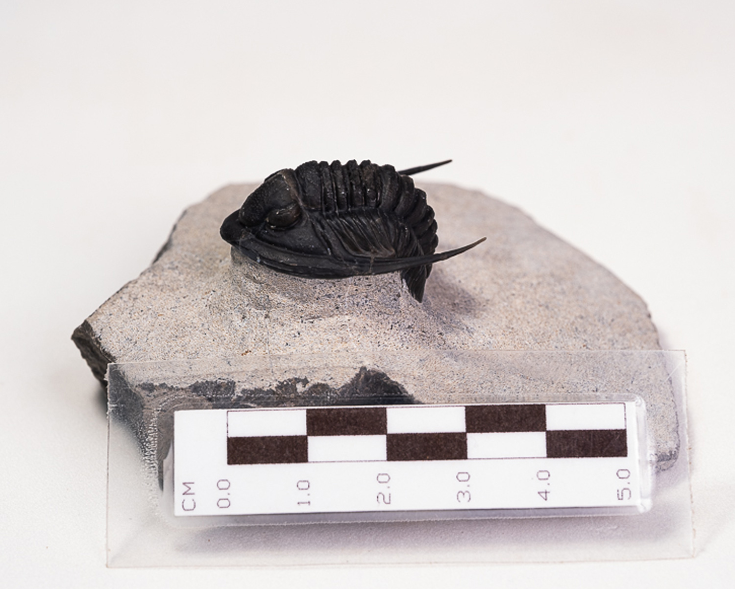 Trilobita: <i>Cornuproetus</i> sp. - Imagem 3