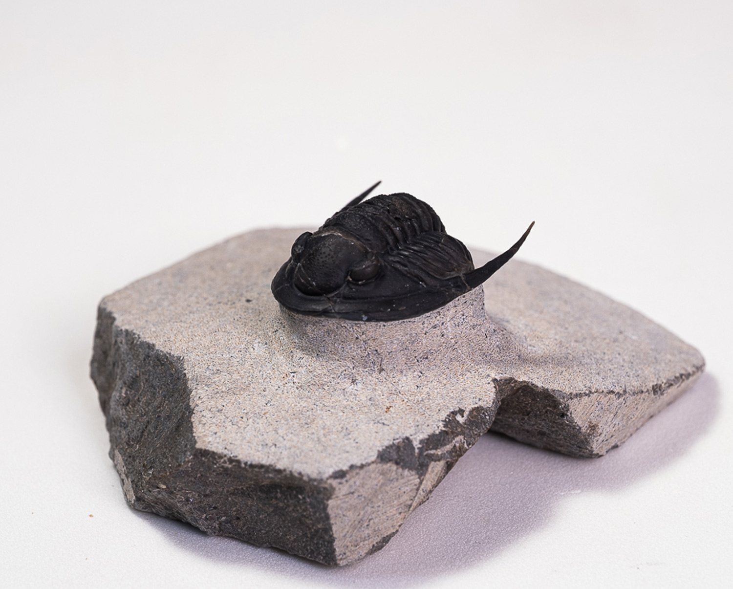 Trilobita: <i>Cornuproetus</i> sp. - Imagem 4