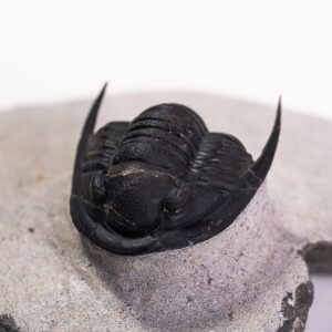 Trilobita: <i>Cornuproetus</i> sp.