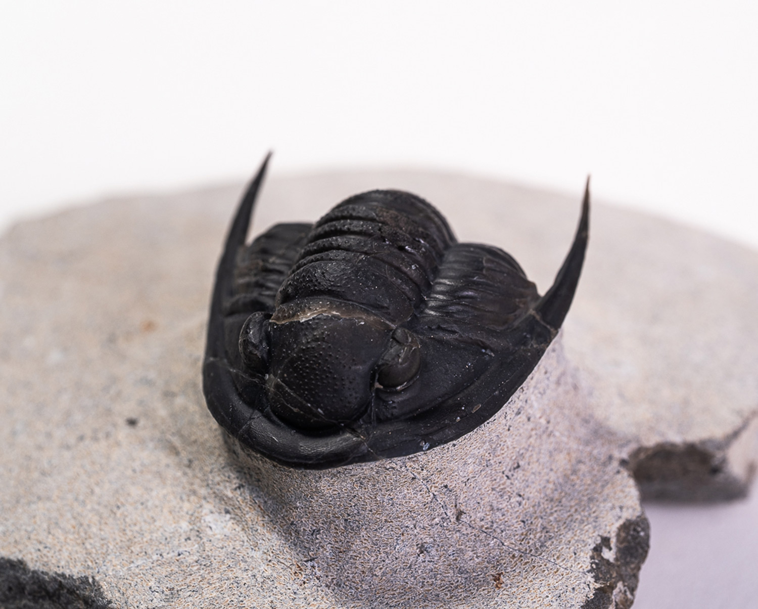 Trilobita: <i>Cornuproetus</i> sp.