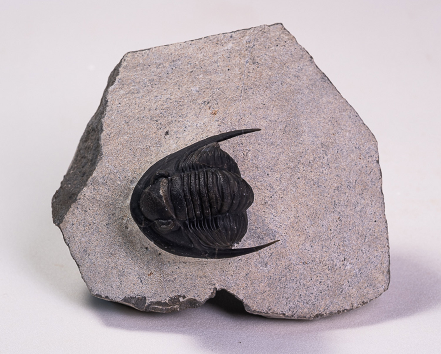 Trilobita: <i>Cornuproetus</i> sp. - Imagem 5
