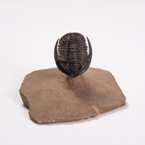 Trilobita: <i>Diademaproetus antatlasius</i>