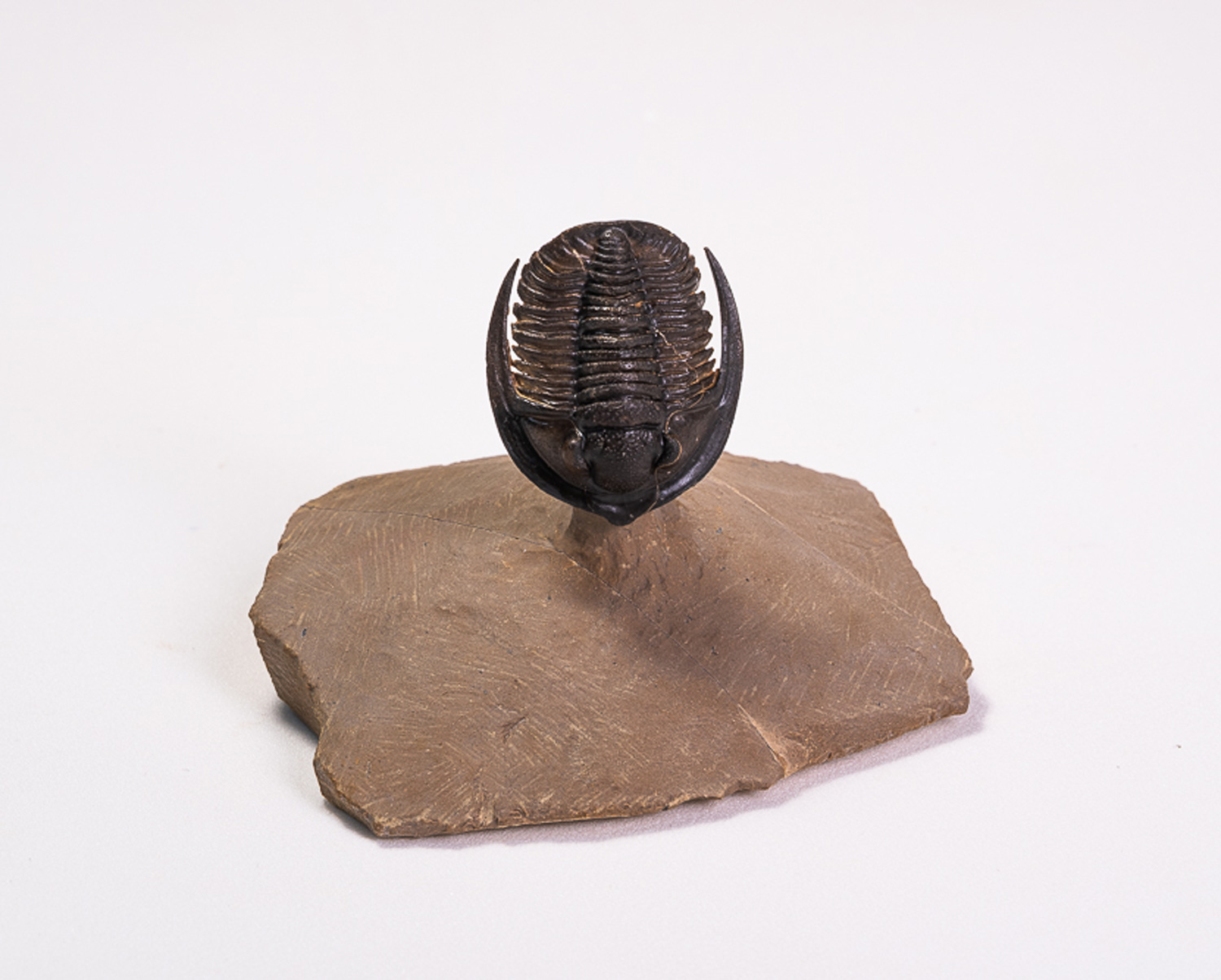 Trilobita: <i>Diademaproetus antatlasius</i>