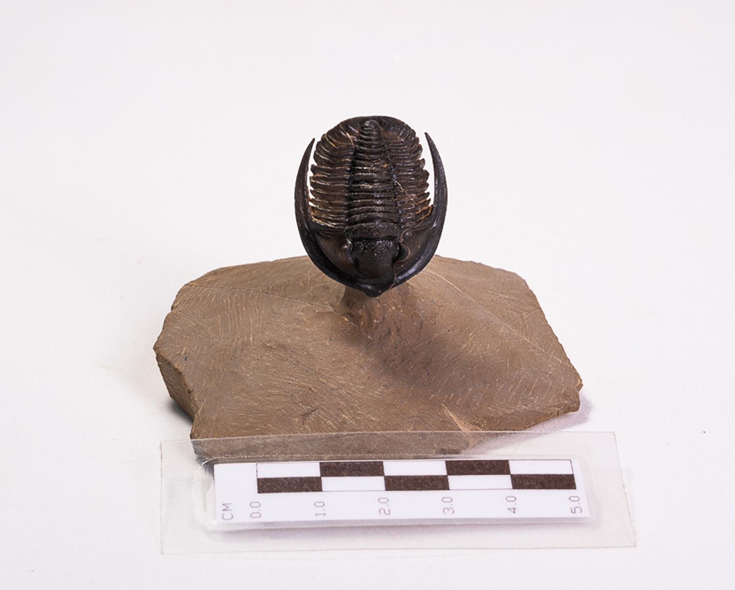 Trilobita: <i>Diademaproetus antatlasius</i> - Imagem 2