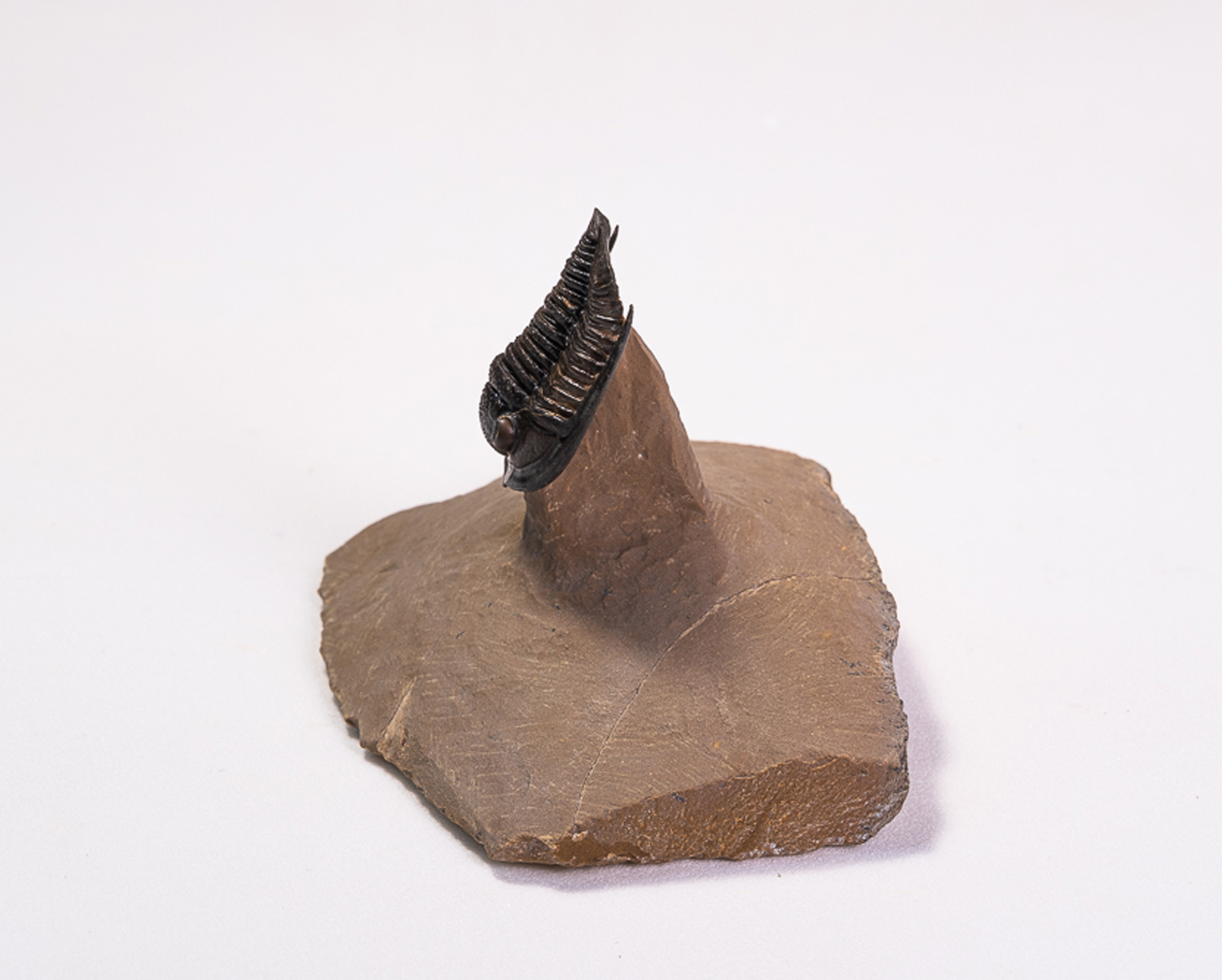 Trilobita: <i>Diademaproetus antatlasius</i> - Imagem 3