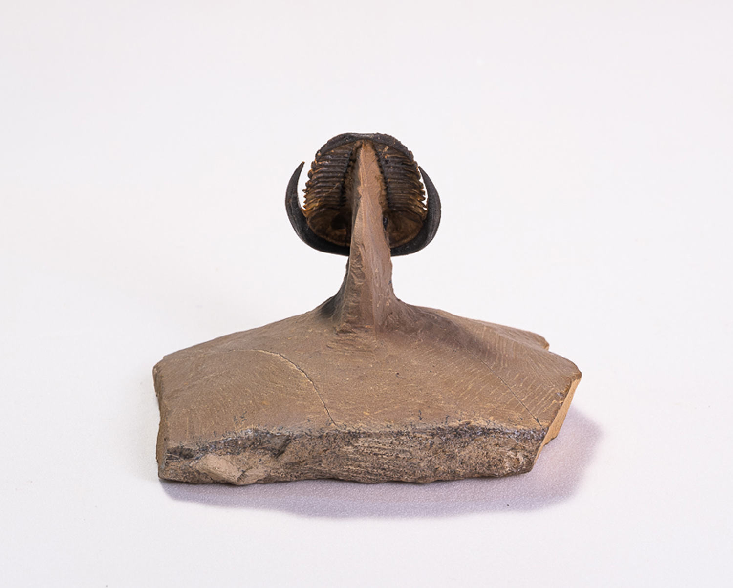 Trilobita: <i>Diademaproetus antatlasius</i> - Imagem 4