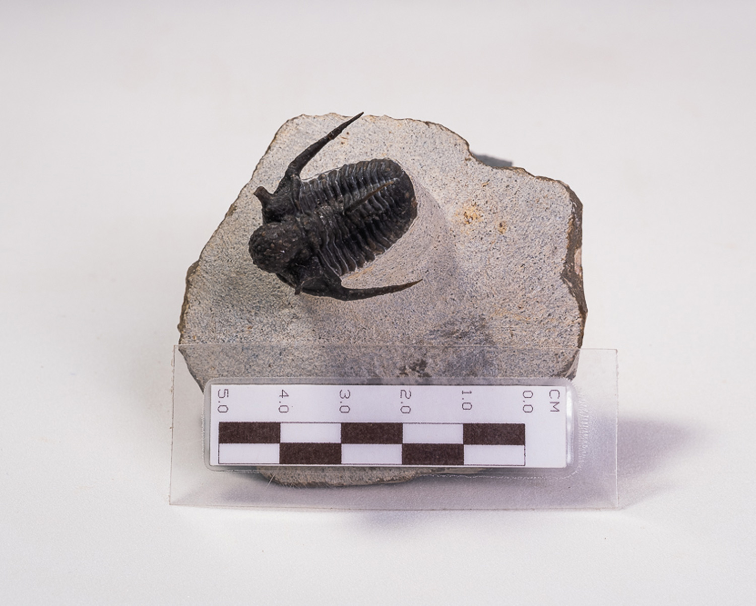 Trilobita: <i>Cyphaspis boutscharafinense</i> - Imagem 2