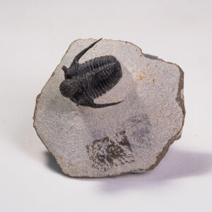 Trilobita: <i>Cyphaspis boutscharafinense</i>