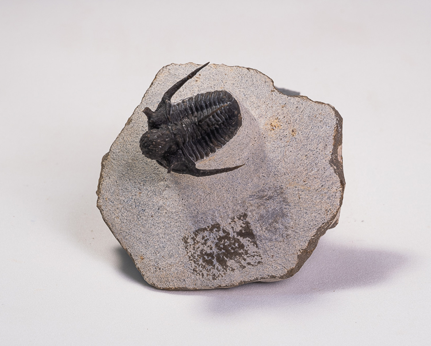 Trilobita: <i>Cyphaspis boutscharafinense</i>