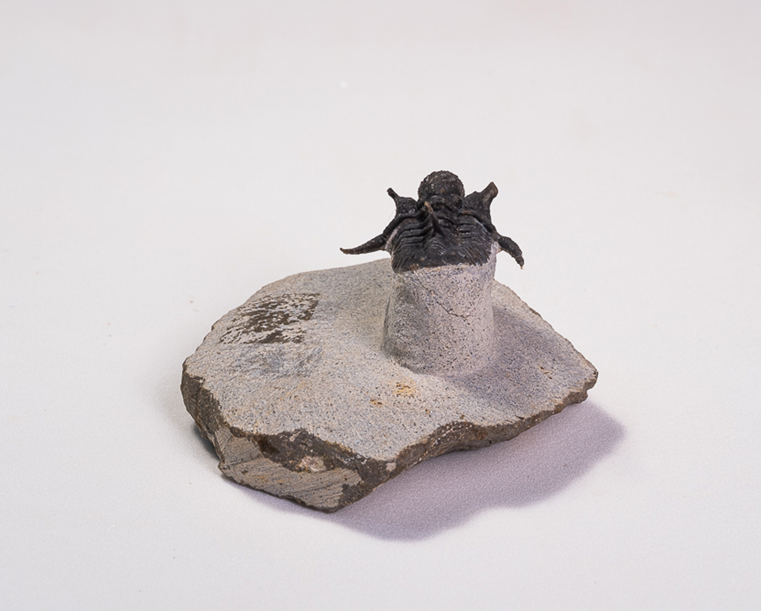 Trilobita: <i>Cyphaspis boutscharafinense</i> - Imagem 3