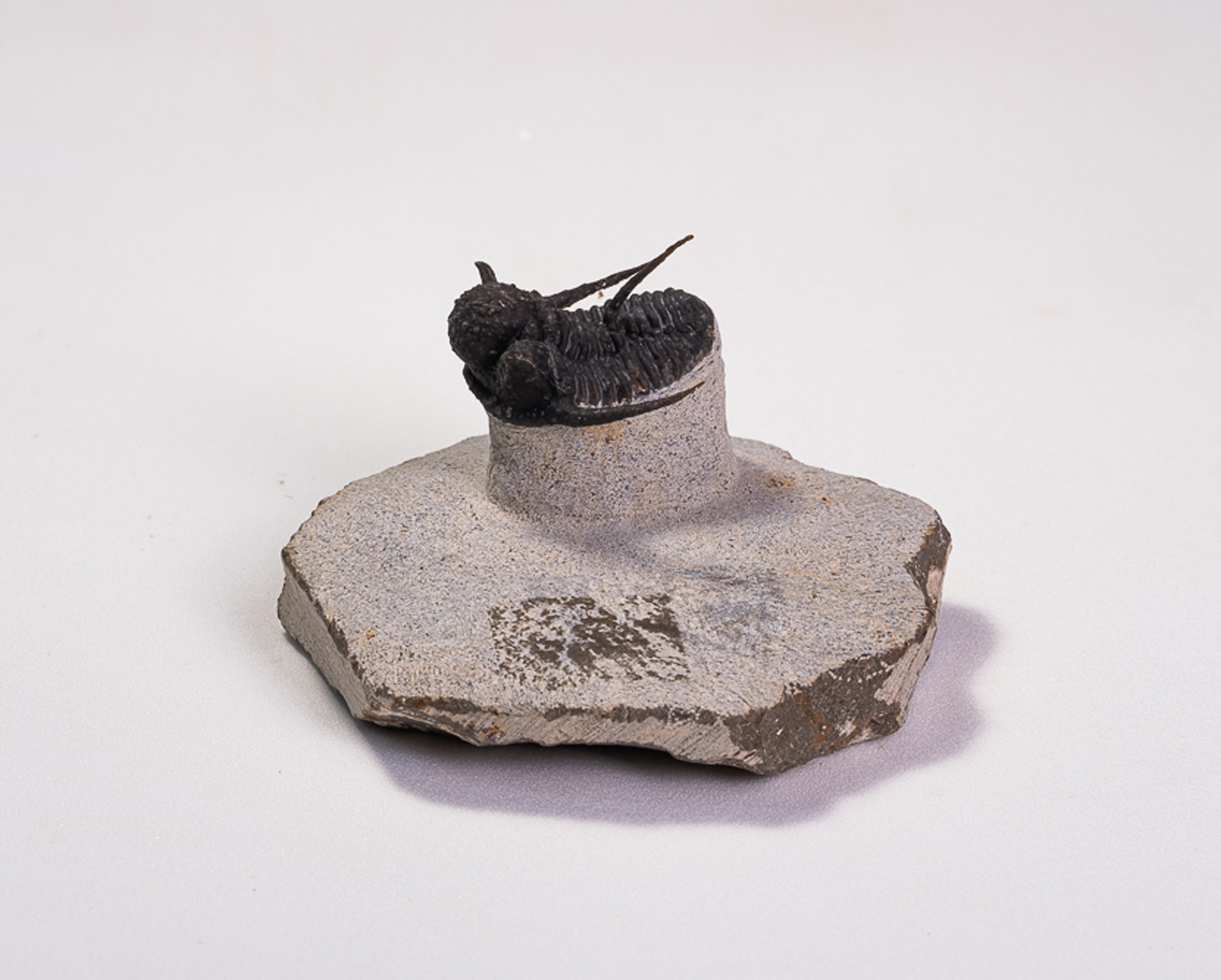 Trilobita: <i>Cyphaspis boutscharafinense</i> - Imagem 4