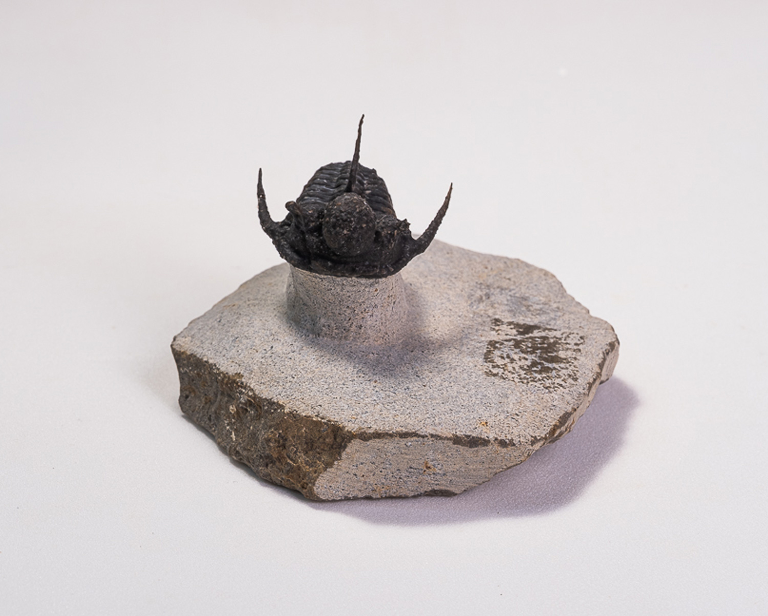 Trilobita: <i>Cyphaspis boutscharafinense</i> - Imagem 5