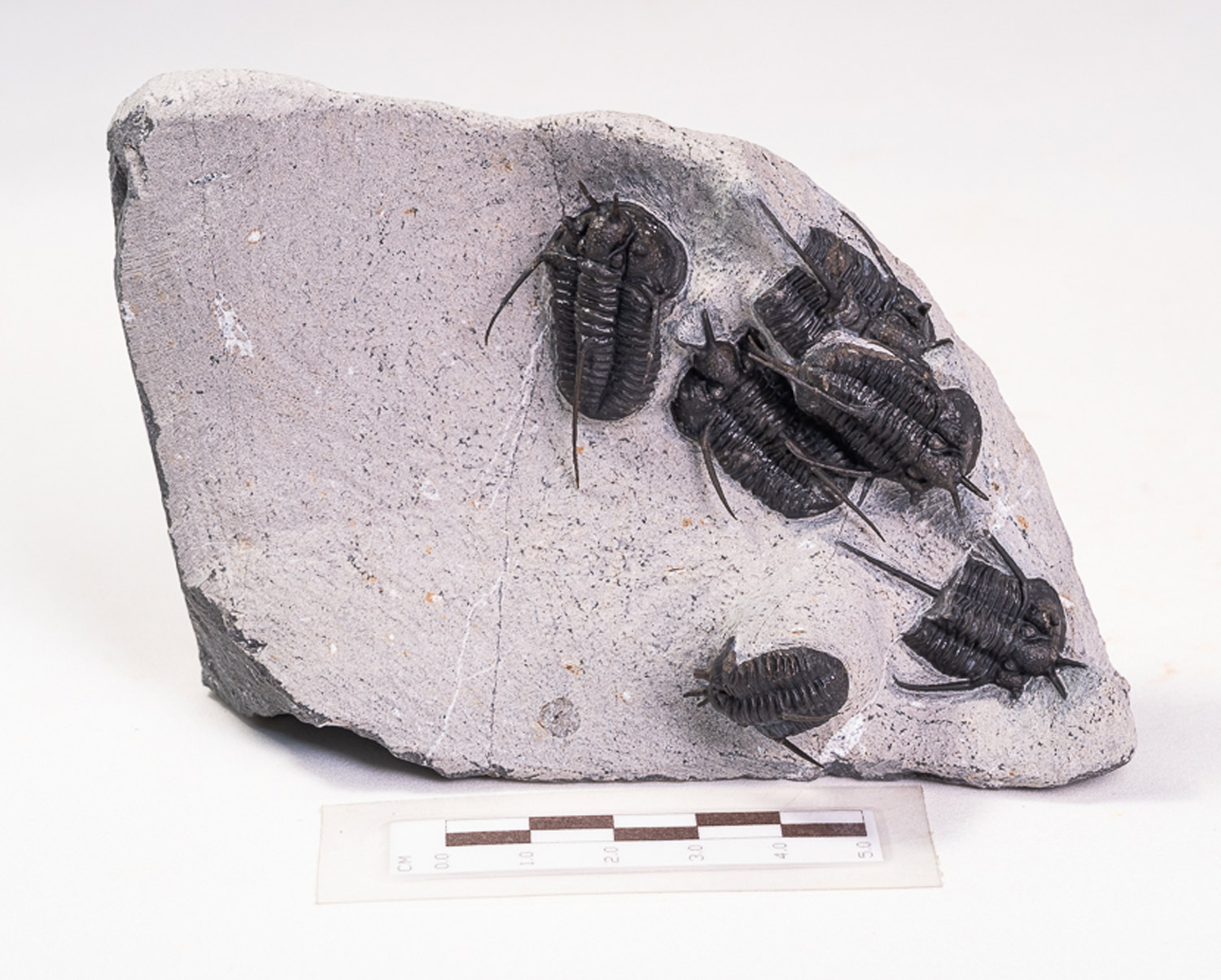 Trilobita: <i>Cyphaspis walteri</i> - Imagem 2