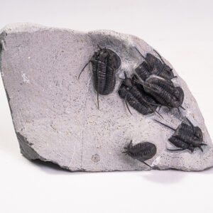 Trilobita: <i>Cyphaspis walteri</i>