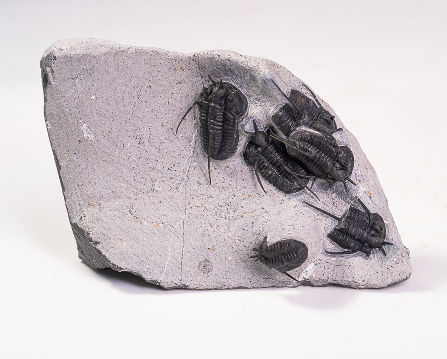 Trilobita: <i>Cyphaspis walteri</i>