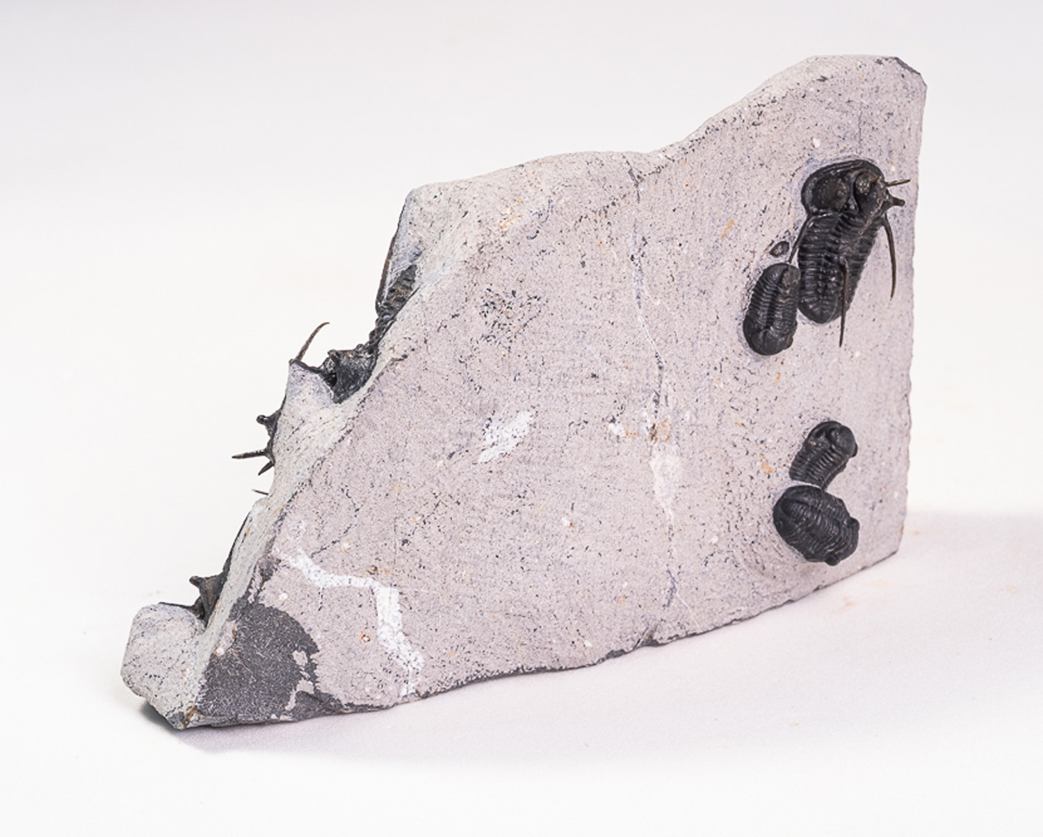 Trilobita: <i>Cyphaspis walteri</i> - Imagem 4