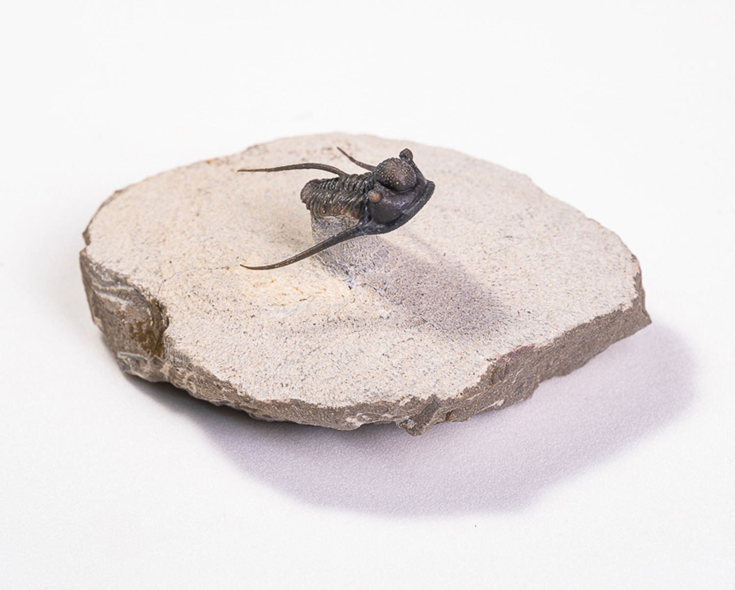Trilobita: <i>Cyphaspis</i> sp. - Imagem 2