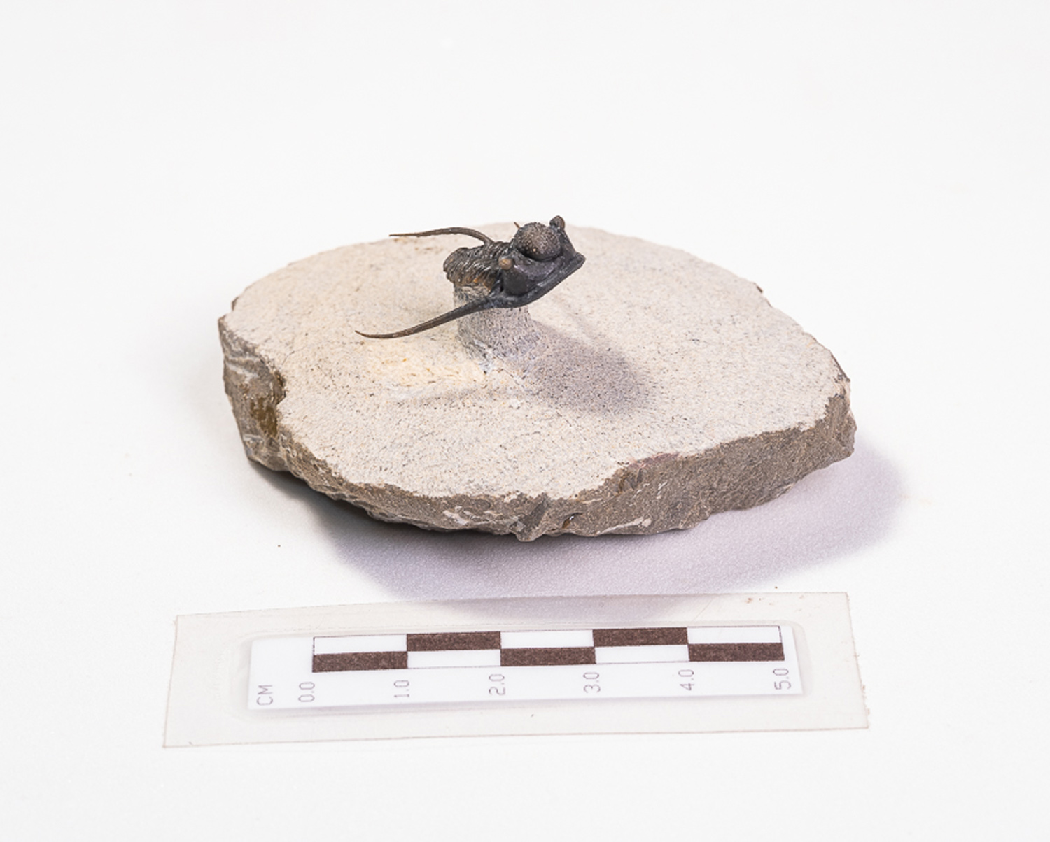 Trilobita: <i>Cyphaspis</i> sp. - Imagem 3
