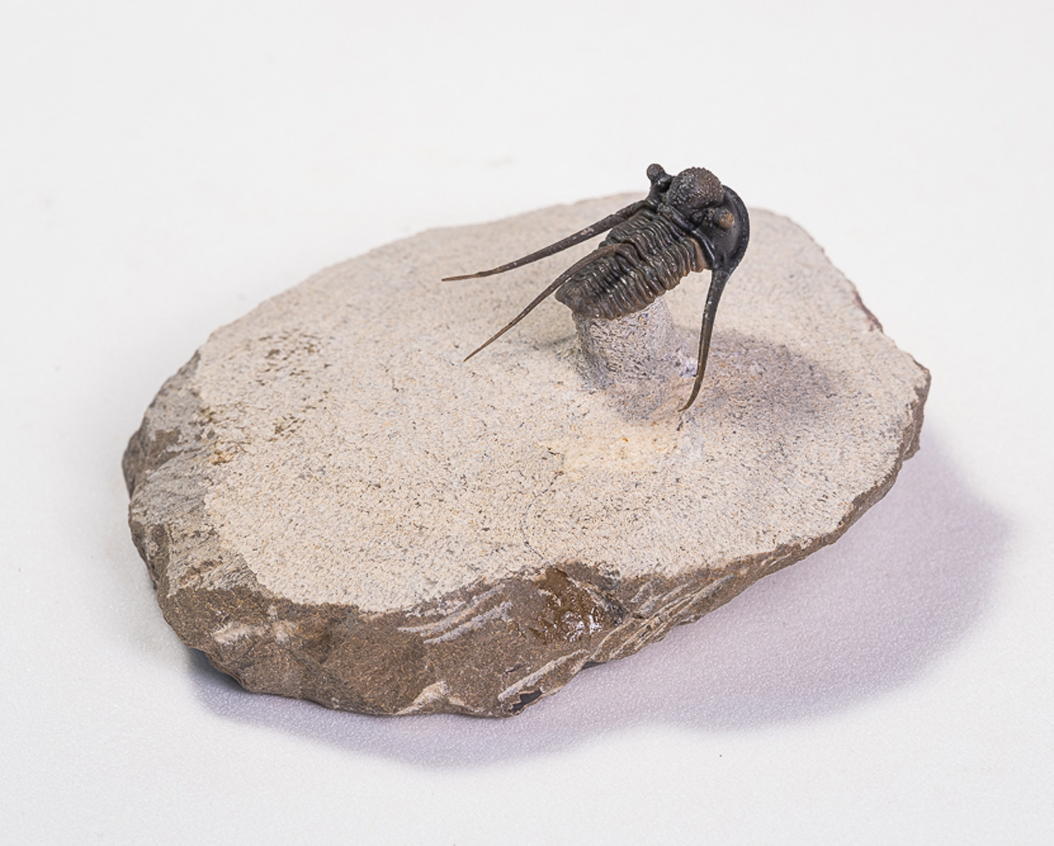 Trilobita: <i>Cyphaspis</i> sp. - Imagem 4