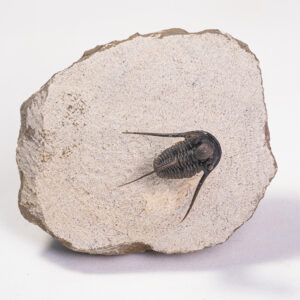 Trilobita: <i>Cyphaspis</i> sp.