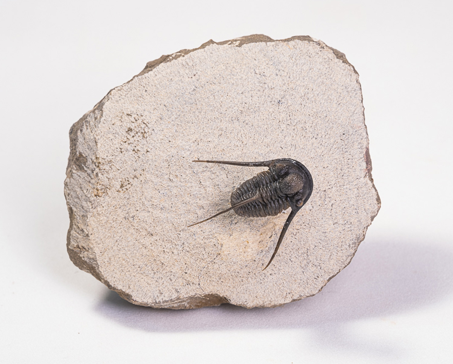 Trilobita: <i>Cyphaspis</i> sp.