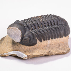 Trilobita: <i>Reedops pembertoni</i>