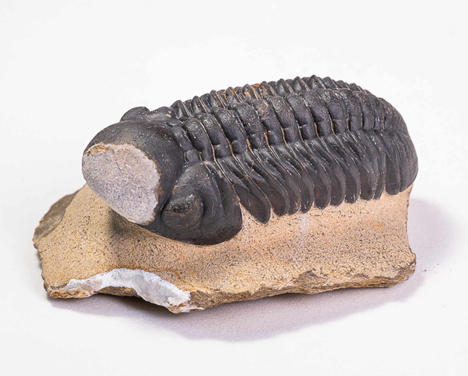Trilobita: <i>Reedops pembertoni</i>