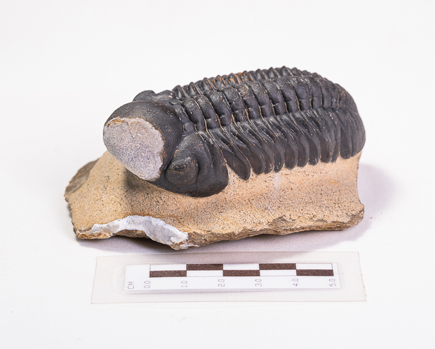 Trilobita: <i>Reedops pembertoni</i> - Imagem 2