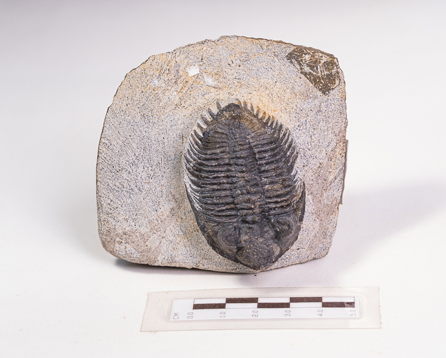 Trilobita: <i>Erbenochile issomourensis</i> - Imagem 2