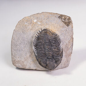 Trilobita: <i>Erbenochile issomourensis</i>