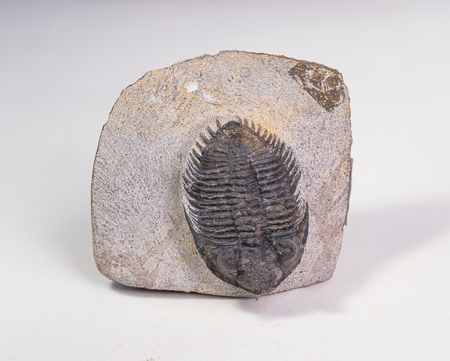 Trilobita: <i>Erbenochile issomourensis</i>