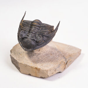 Trilobita: <i>Odontochile</i> sp.