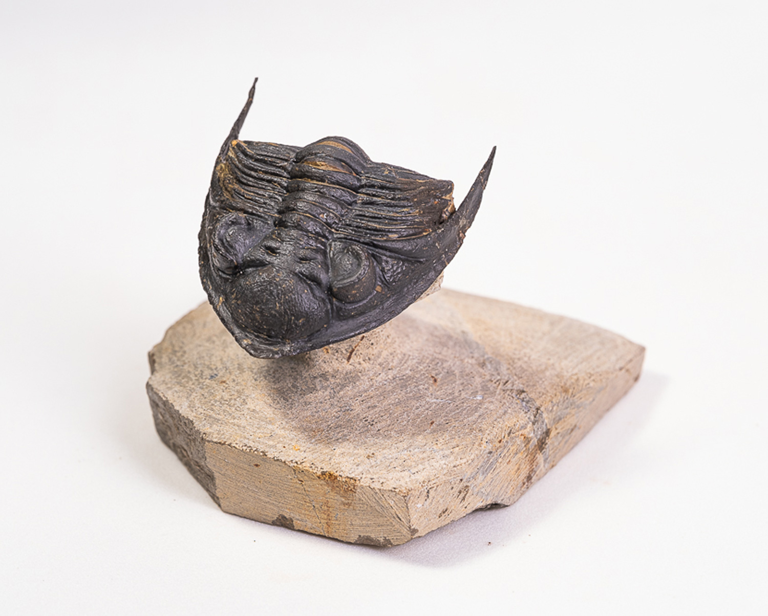 Trilobita: <i>Odontochile</i> sp.