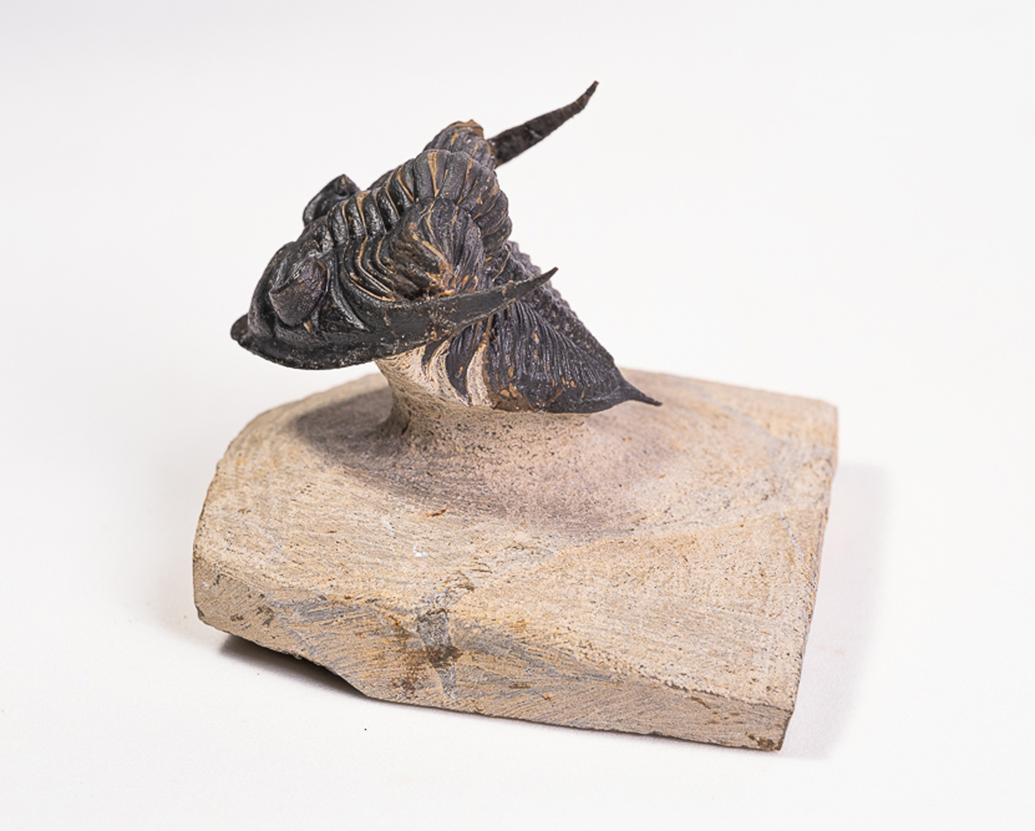 Trilobita: <i>Odontochile</i> sp. - Imagem 2