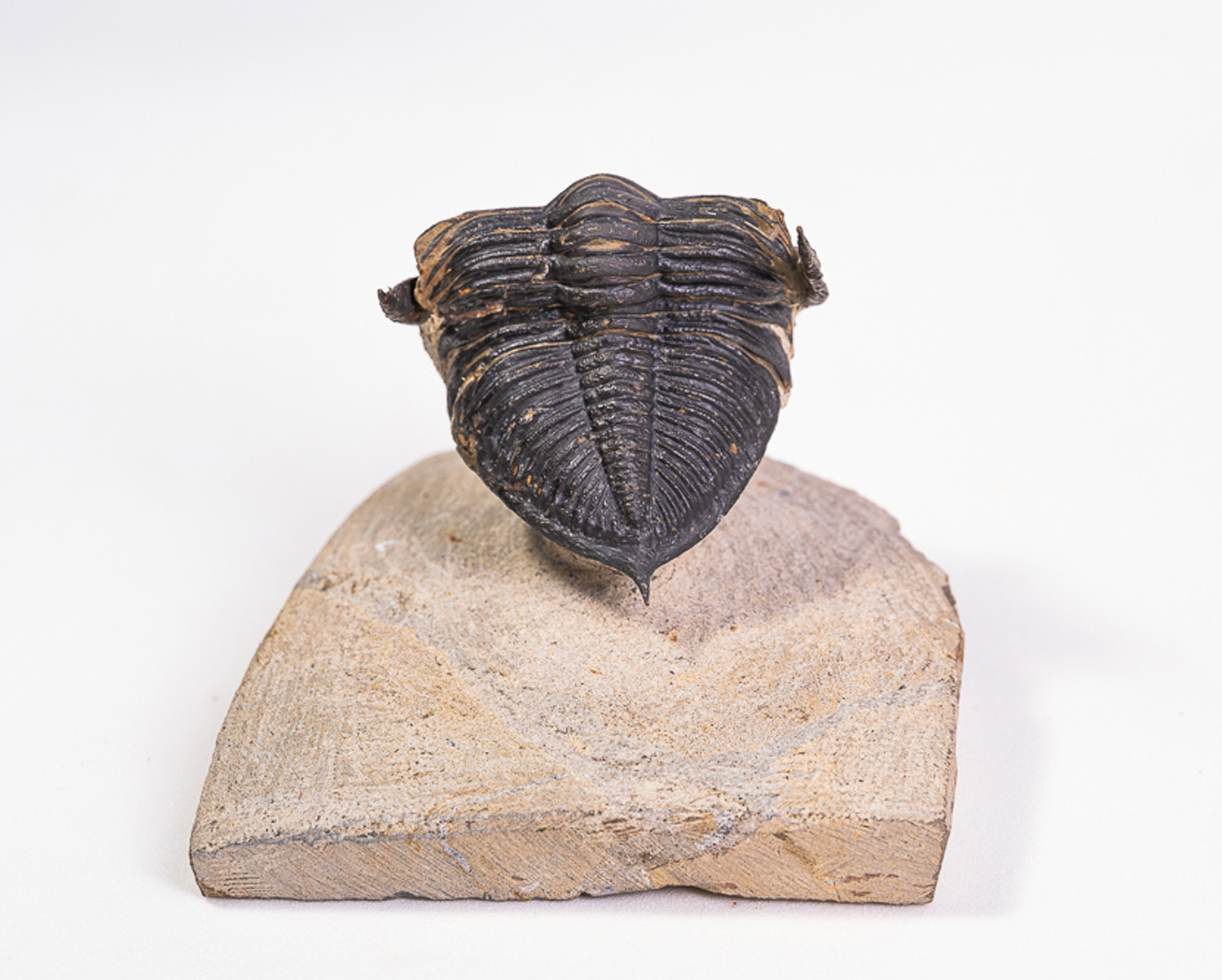 Trilobita: <i>Odontochile</i> sp. - Imagem 3