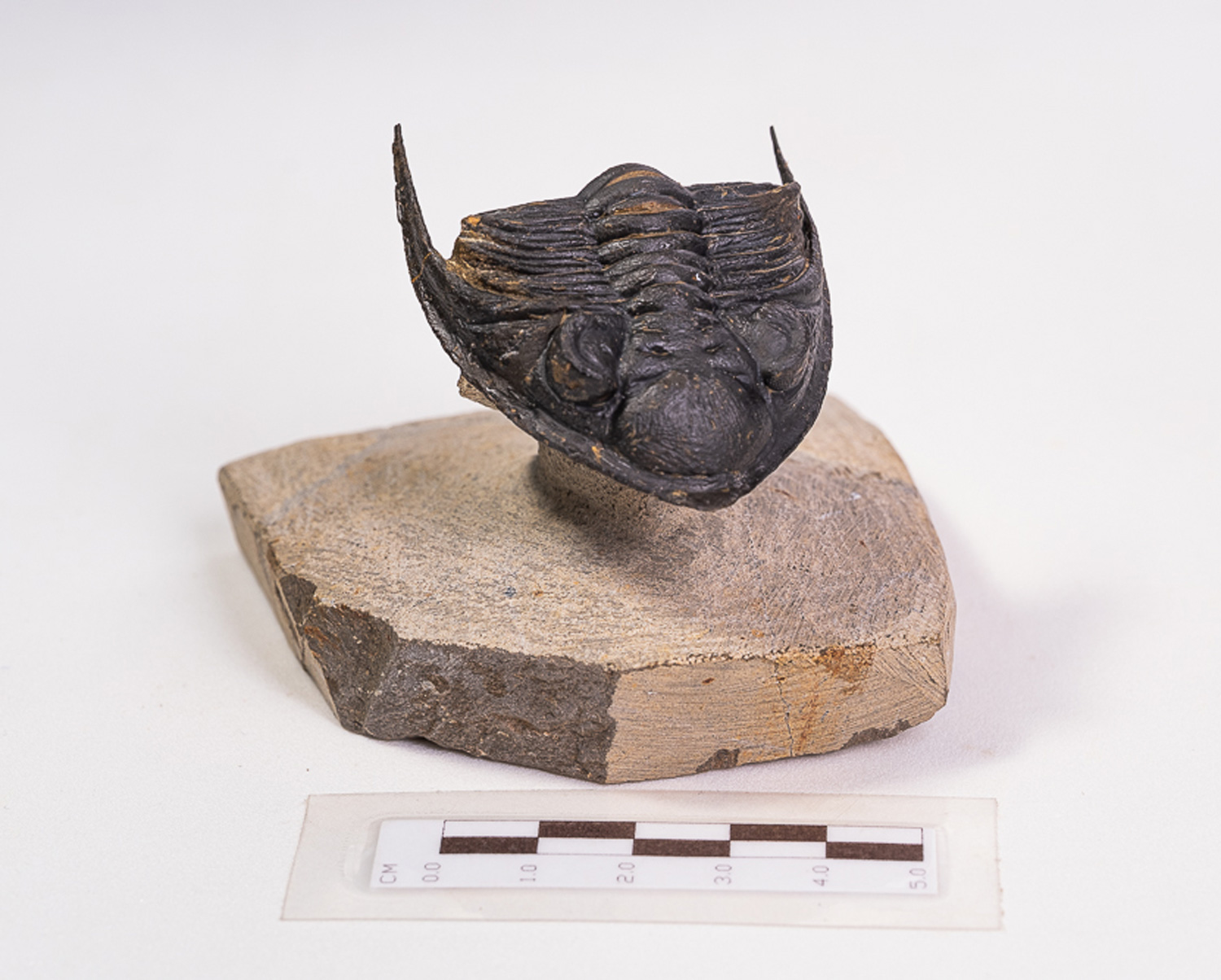 Trilobita: <i>Odontochile</i> sp. - Imagem 4