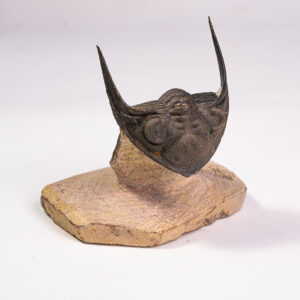Trilobita: <i>Odontochile spinifera</i>