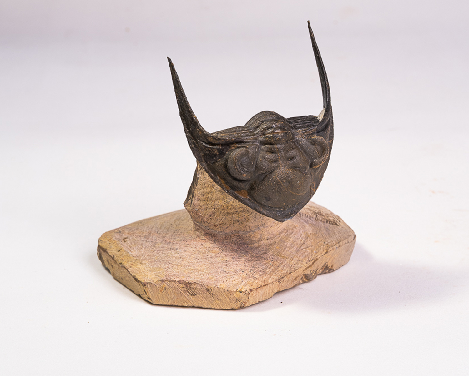 Trilobita: <i>Odontochile spinifera</i>