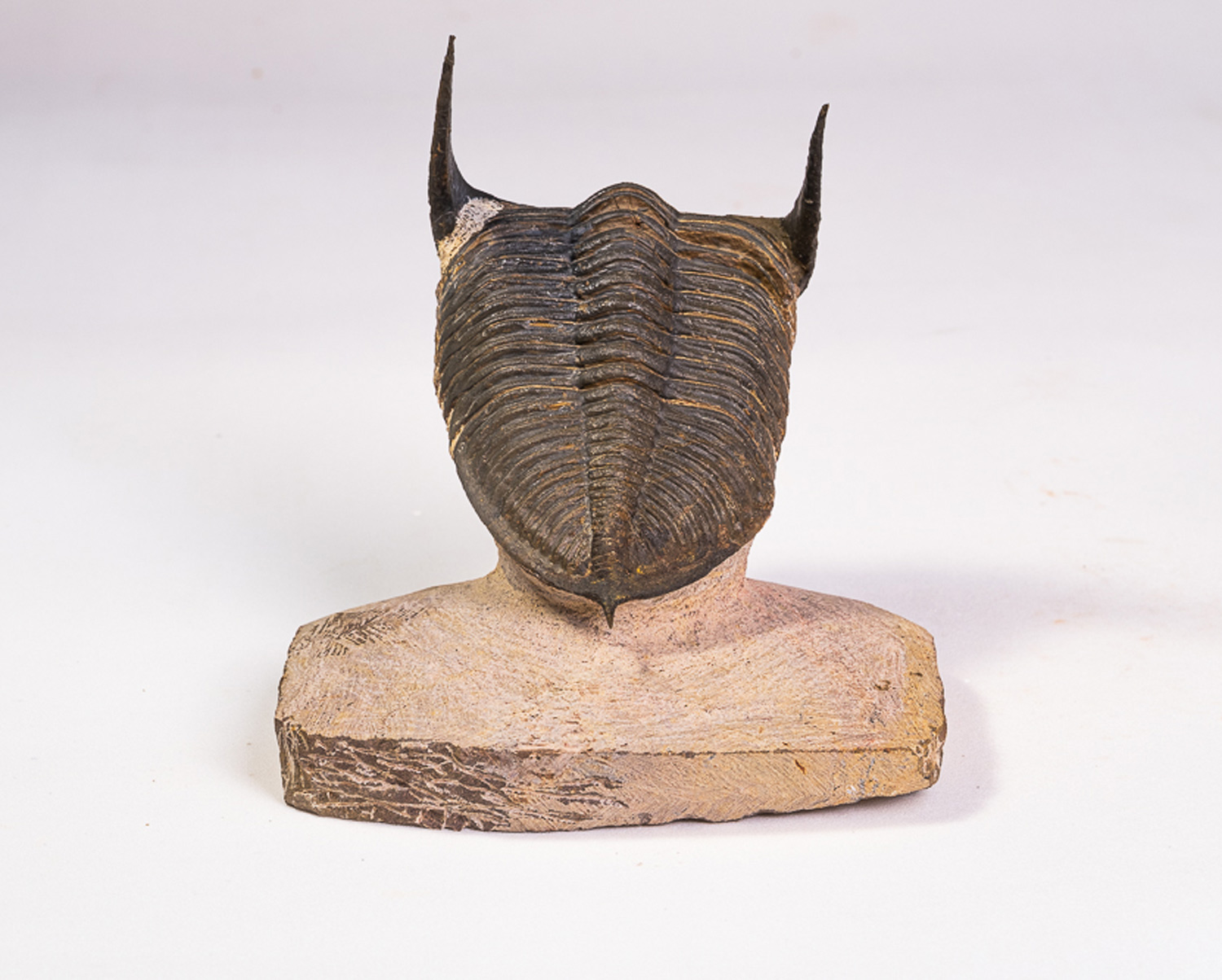 Trilobita: <i>Odontochile spinifera</i> - Imagem 3