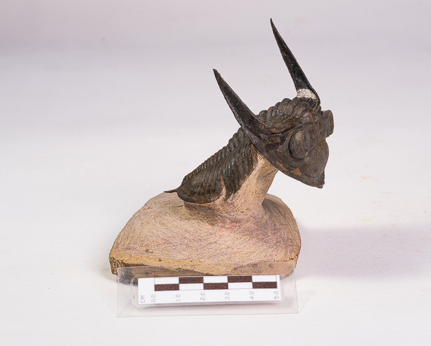 Trilobita: <i>Odontochile spinifera</i> - Imagem 5