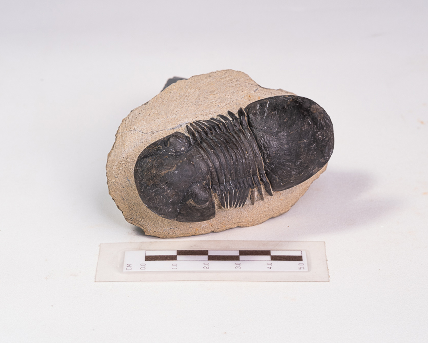 Trilobita: <i>Paralejurus rehamnanus</i> - Imagem 2