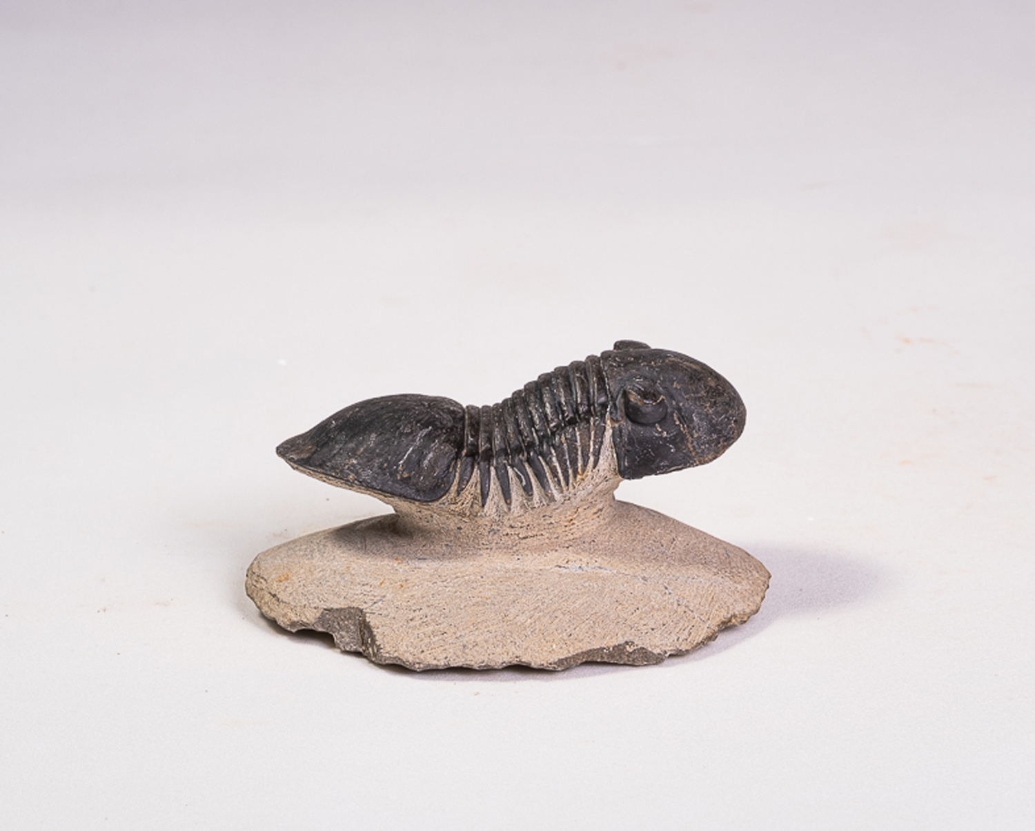 Trilobita: <i>Paralejurus rehamnanus</i> - Imagem 3